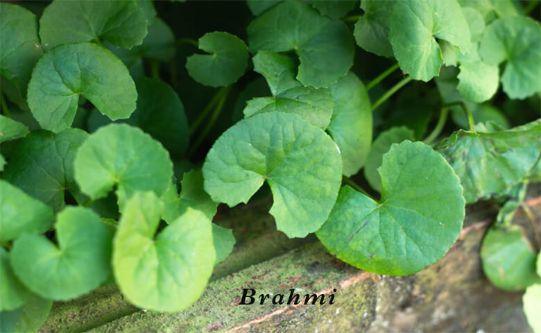 Brahmi (Bacopa Monnieri) 