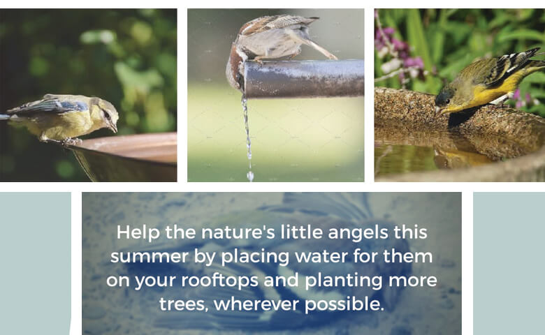 Bird Nurturing… Lets Join Hands