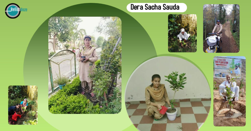 dera sacha sauda - tree plantation - green gold investment - Relish Doze