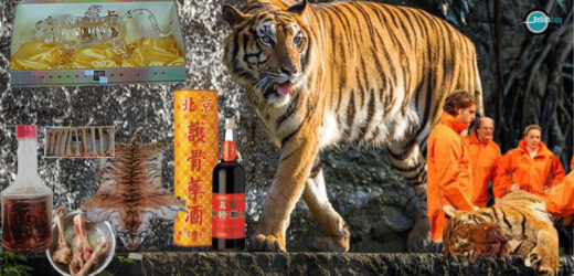China’s New Favorite Tonic – Tiger Bone Wine
