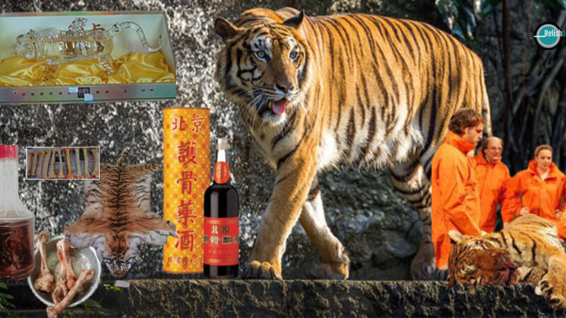China’s New Favorite Tonic - Tiger Bone Wine - Relish Doze