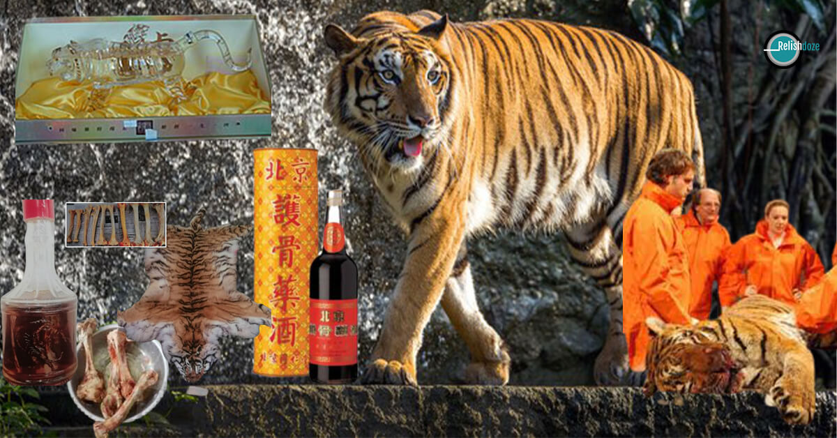 China’s New Favorite Tonic – Tiger Bone Wine
