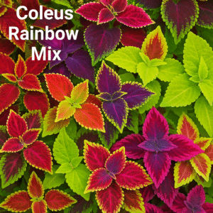 Coleus Rainbow Mix