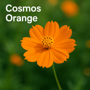 Cosmos orange