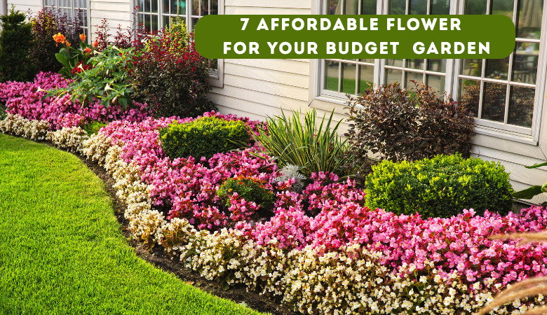 7 Affordable Flower Seeds for a Budget Garden